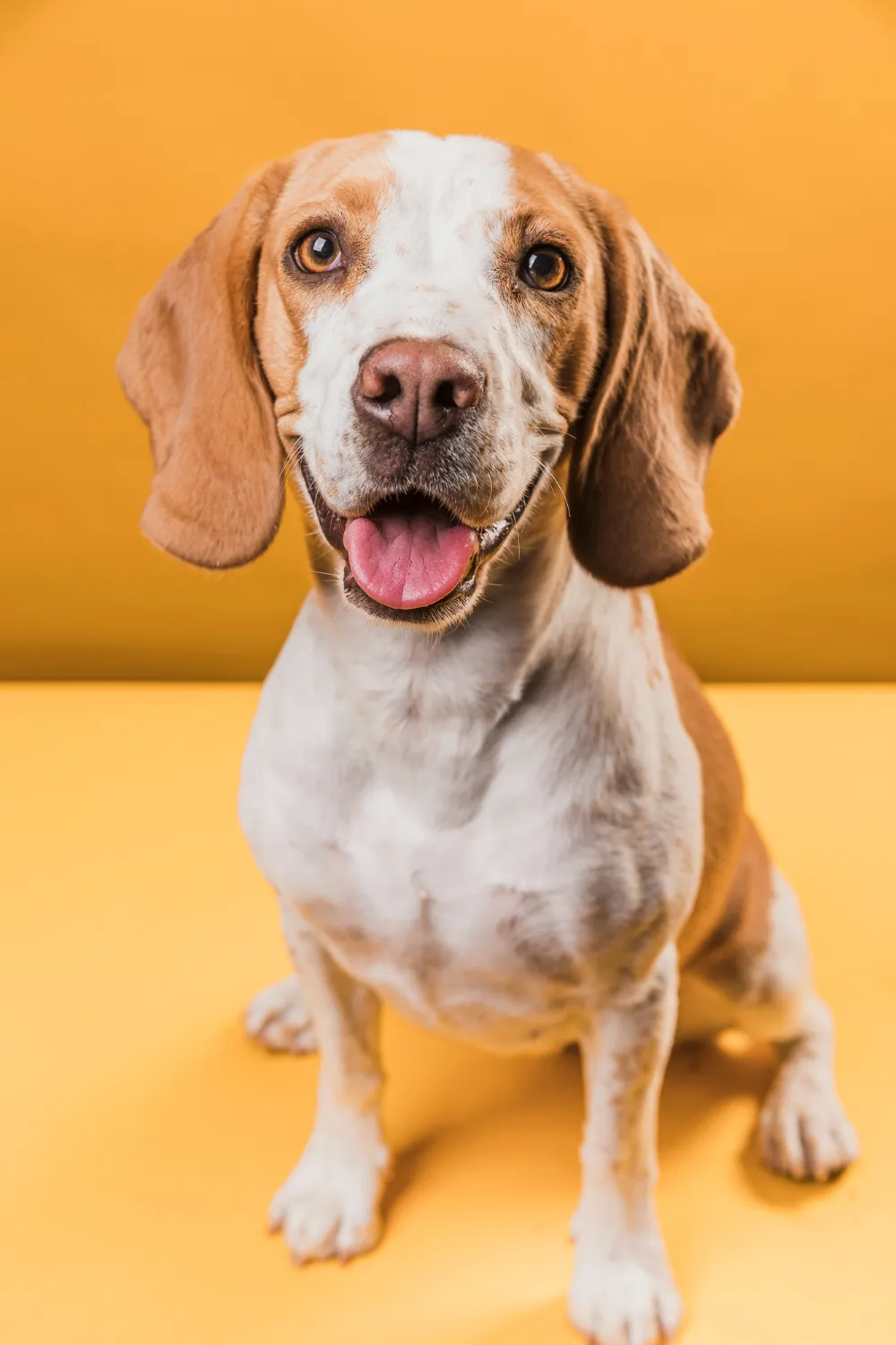 A happy beagle being cared for