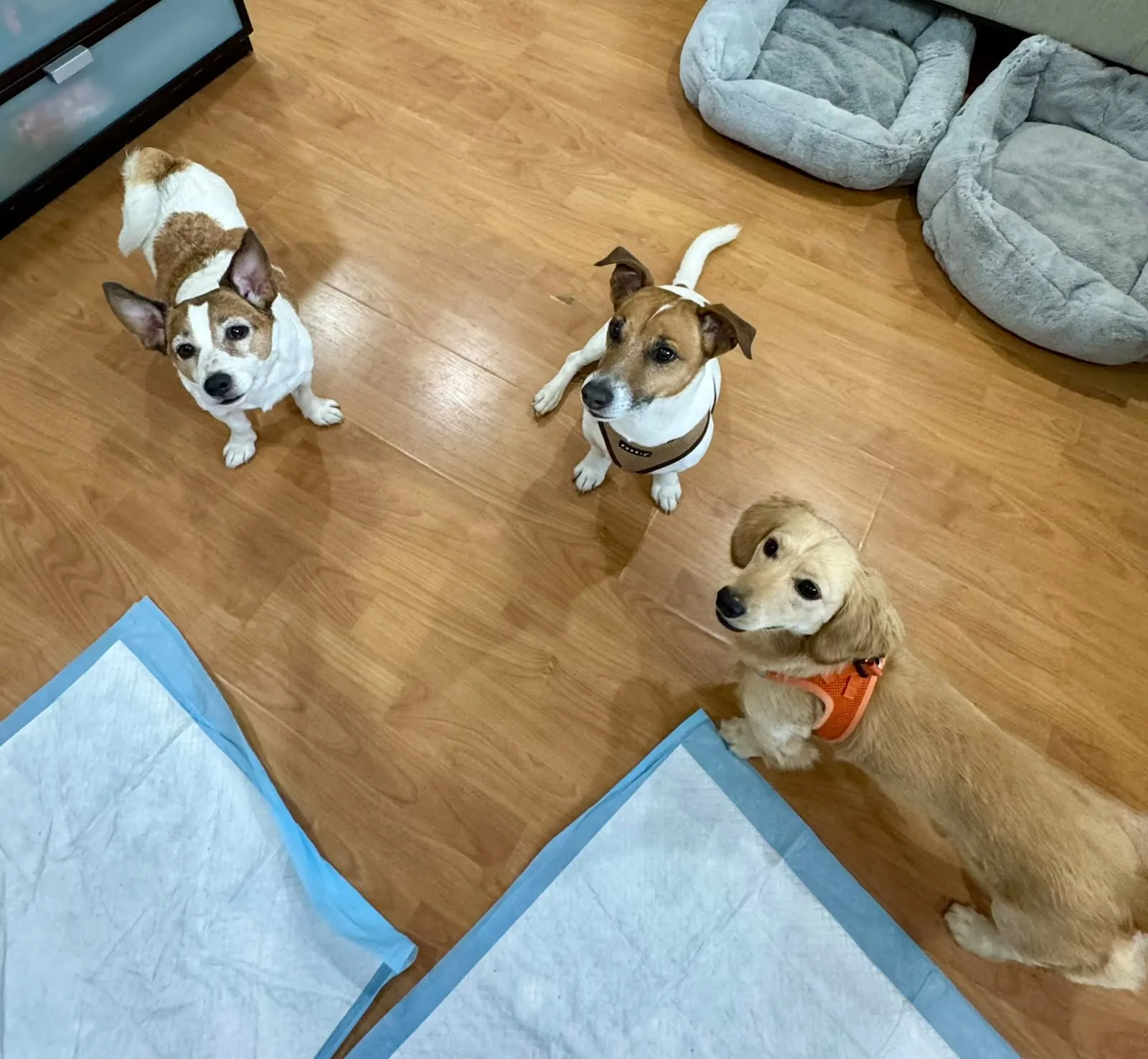 Three dogs waiting eagerly on the floor