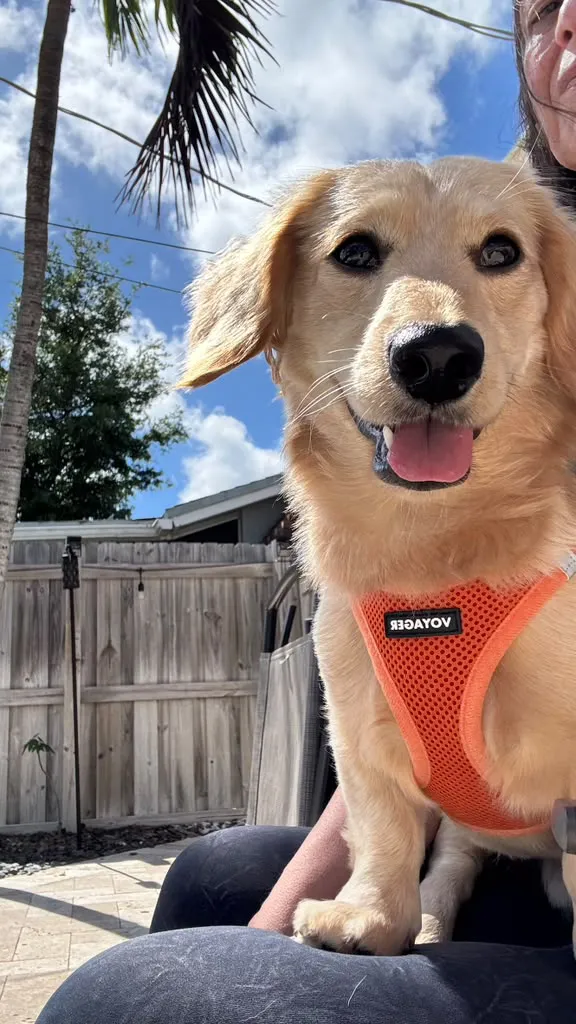 A happy puppy outdoors near a palm tree