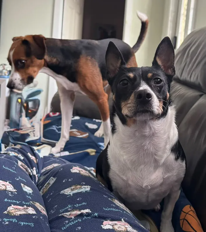 Two dogs relaxing together on the couch