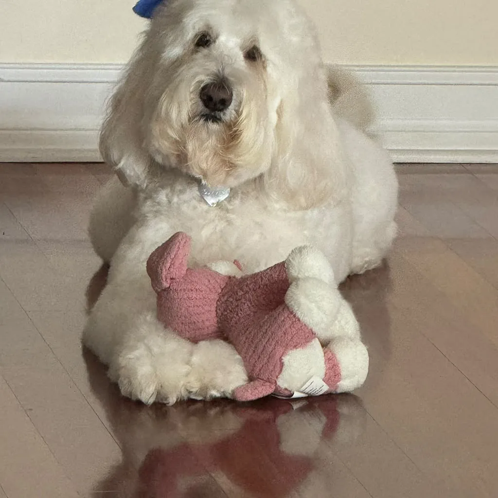 A relaxed dog with a favorite toy