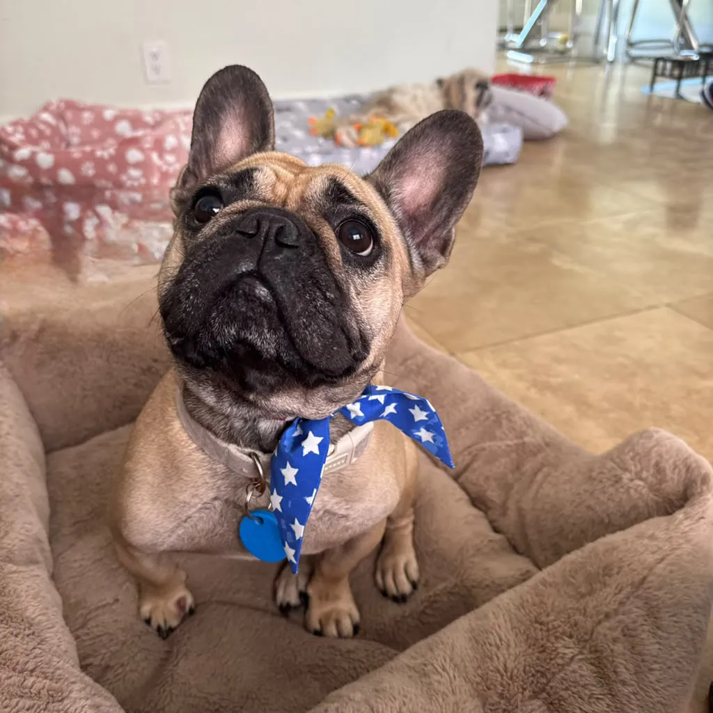A French bulldog curled up in a cozy bed